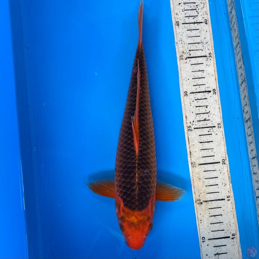 aka matsuba setrongzzz 33cm female