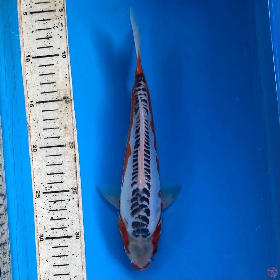 Shusui 26cm Male