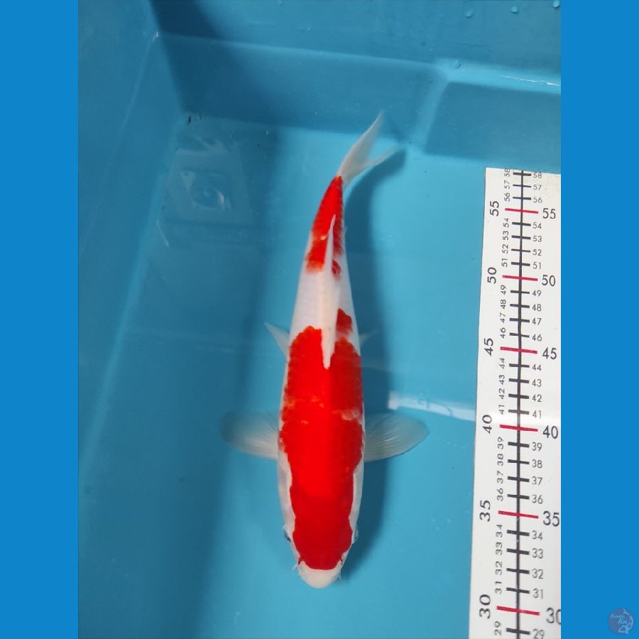 30cm Male