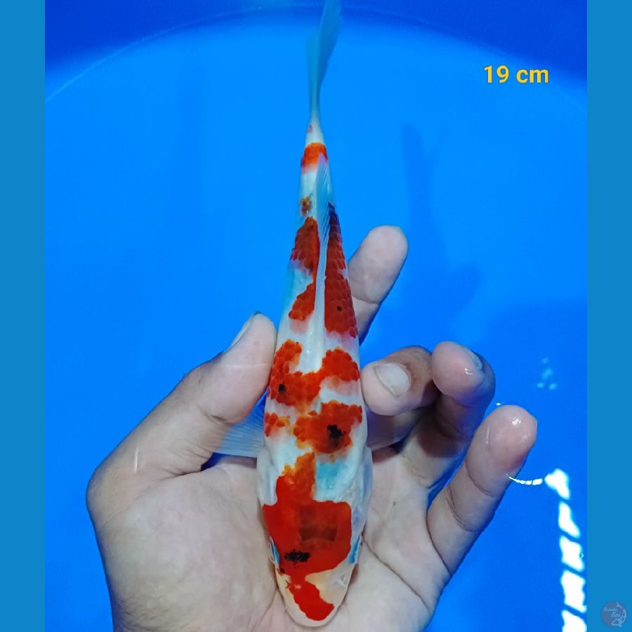 Showa tateghoi 19 cm