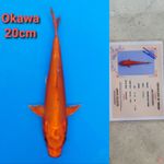 OKAWA ORENJI DOITSU 20CM SERTI