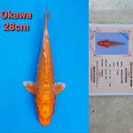 OKAWA ORENJI DOITSU 28CM SERTI