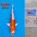 GENJIRO HEISEI NISHIKI 20CM SERTI