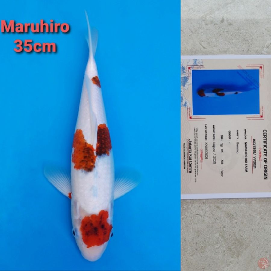 MARUHIRO GOROMO 35CM SERTI