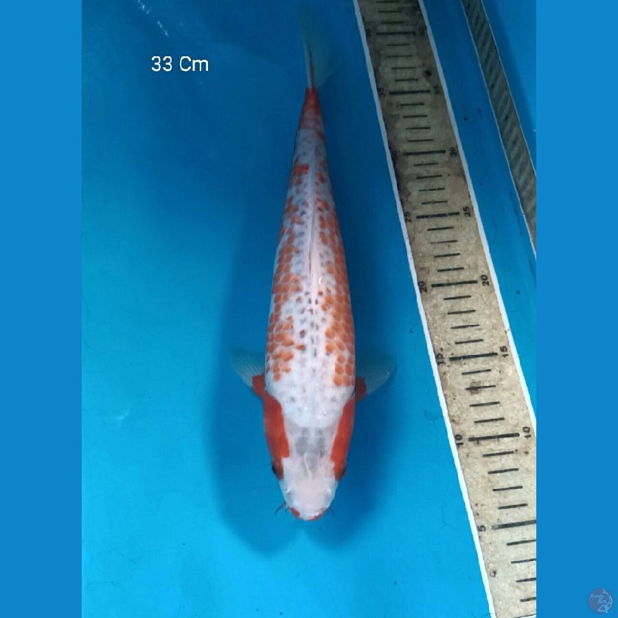 Asagi Kanoko, Male 33 Cm