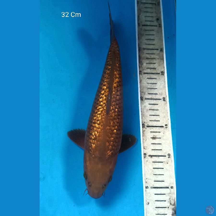 Tembaga Ginrin, Male 32 Cm