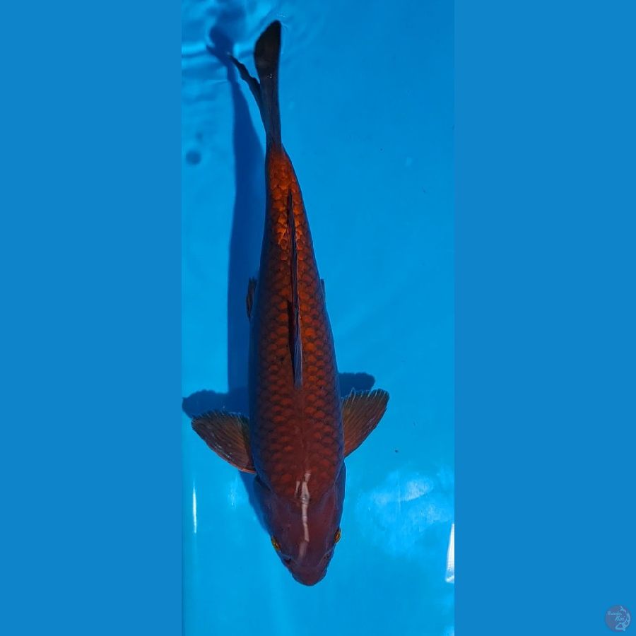 Chagoi Tembaga 40cm, Male