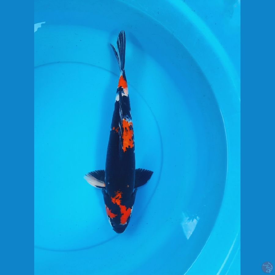 Showa 41cm Male