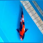 Showa 41cm male