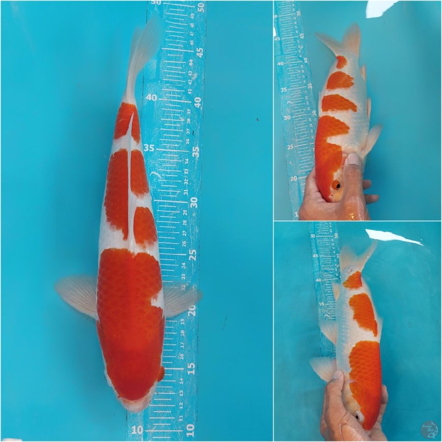 kohaku 34cm Male