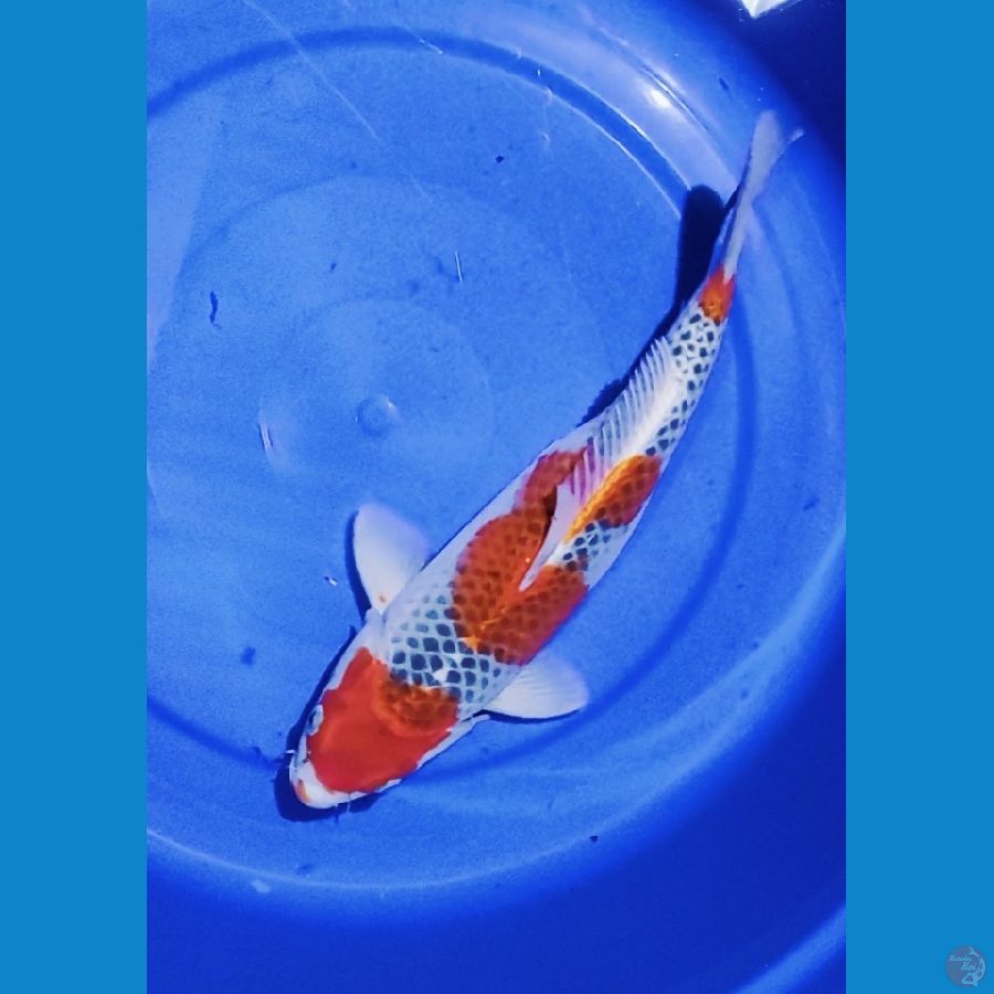 Ghosiki Montok