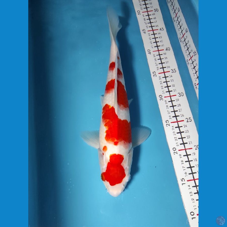 Yondan kohaku 32cm