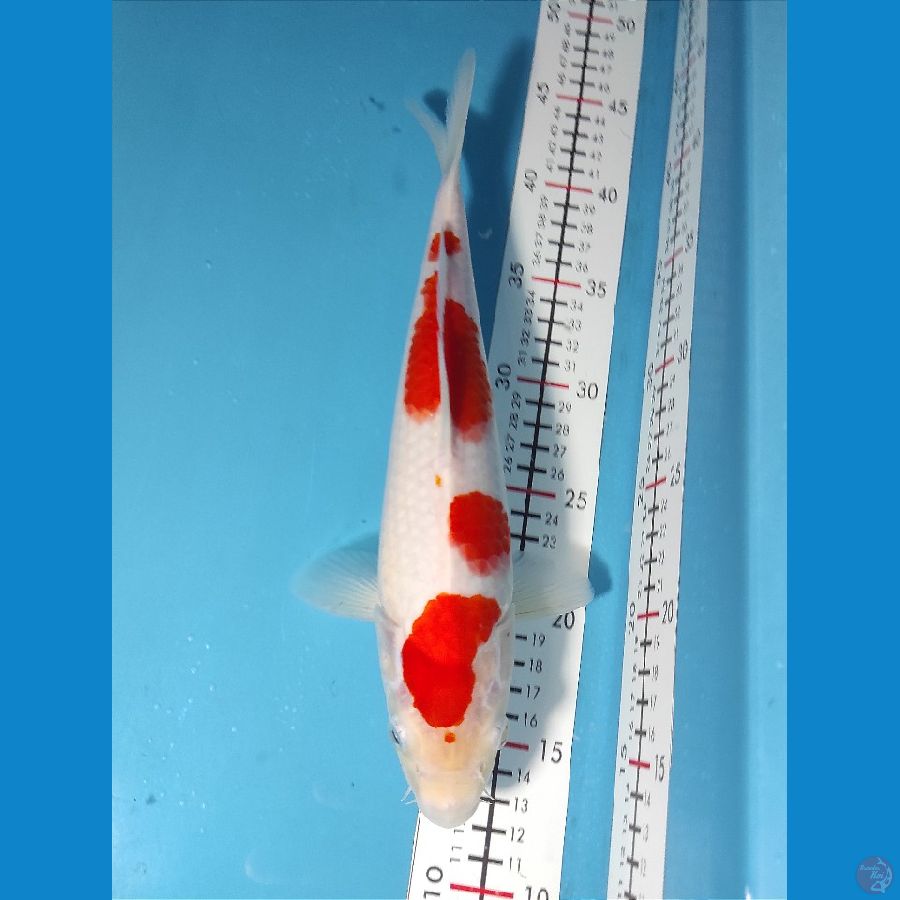 30cm