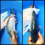 Blackdiamond punuk tinggi 30 cm