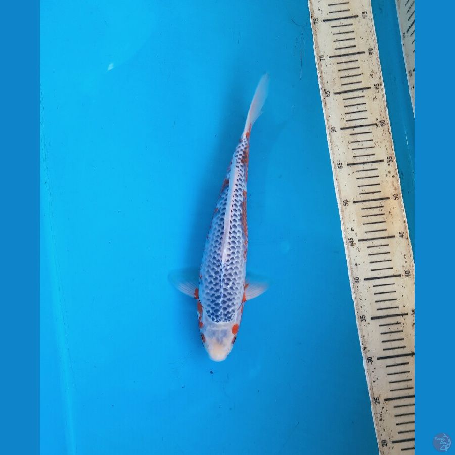 Asagi 35cm male