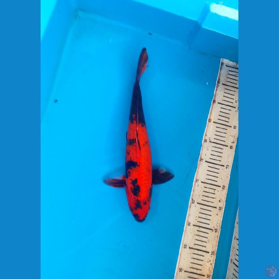 Hi utsuri 38cm male