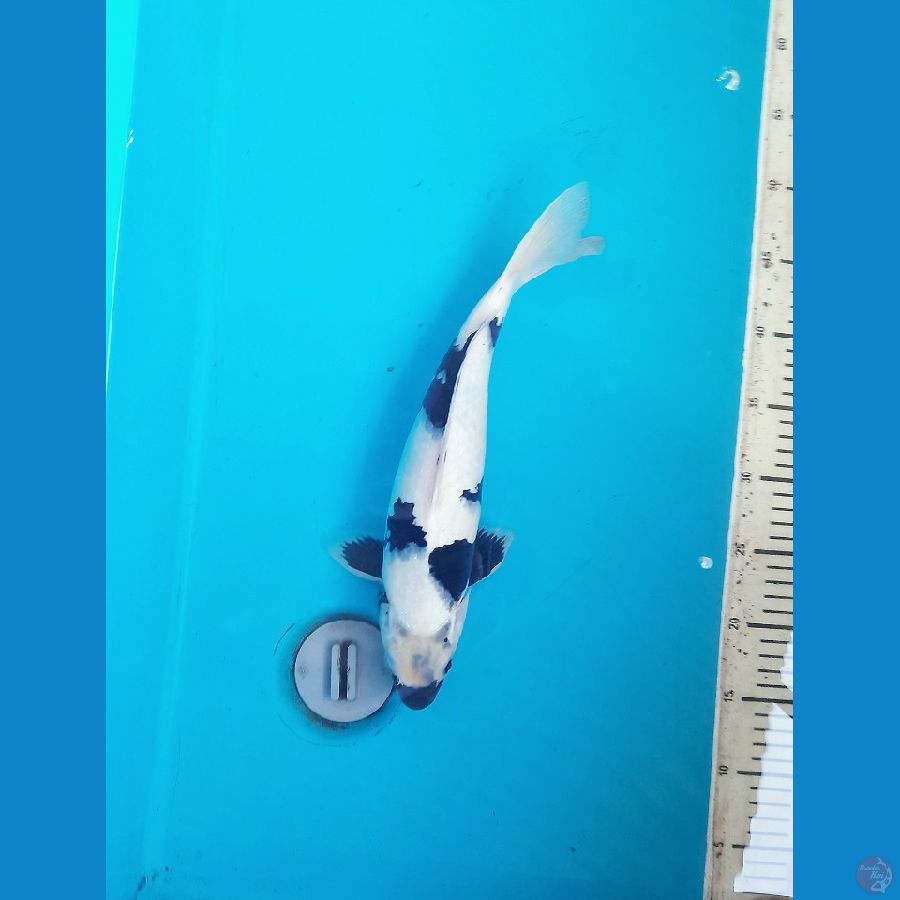 shiro 36cm male