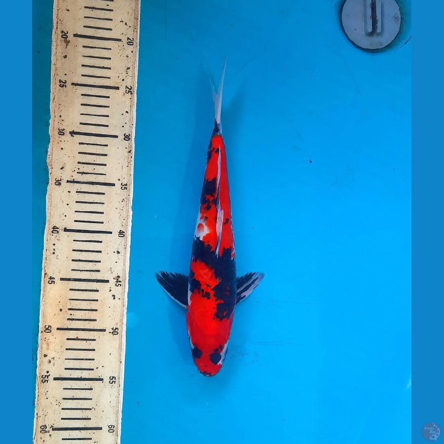 Hi showa 32cm male 