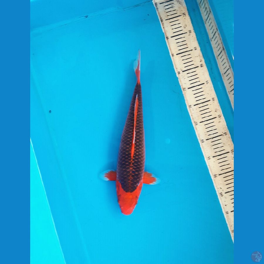 Aka matsuba 38cm female