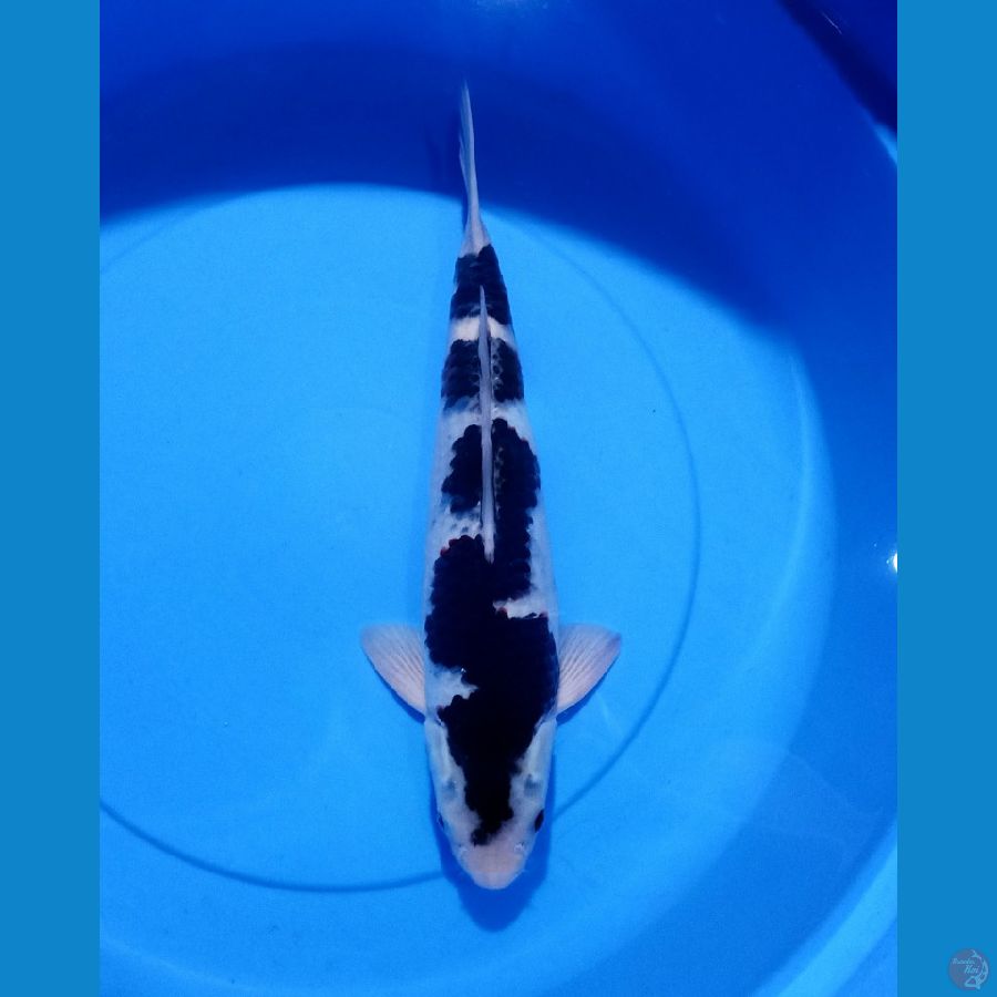 ORYGINAL INAZUMA GOROMO 38CM MALE