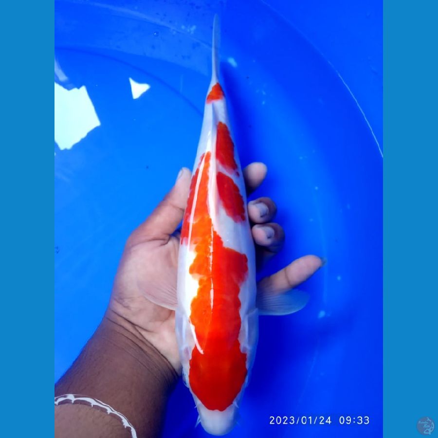 kohaku 34 cm