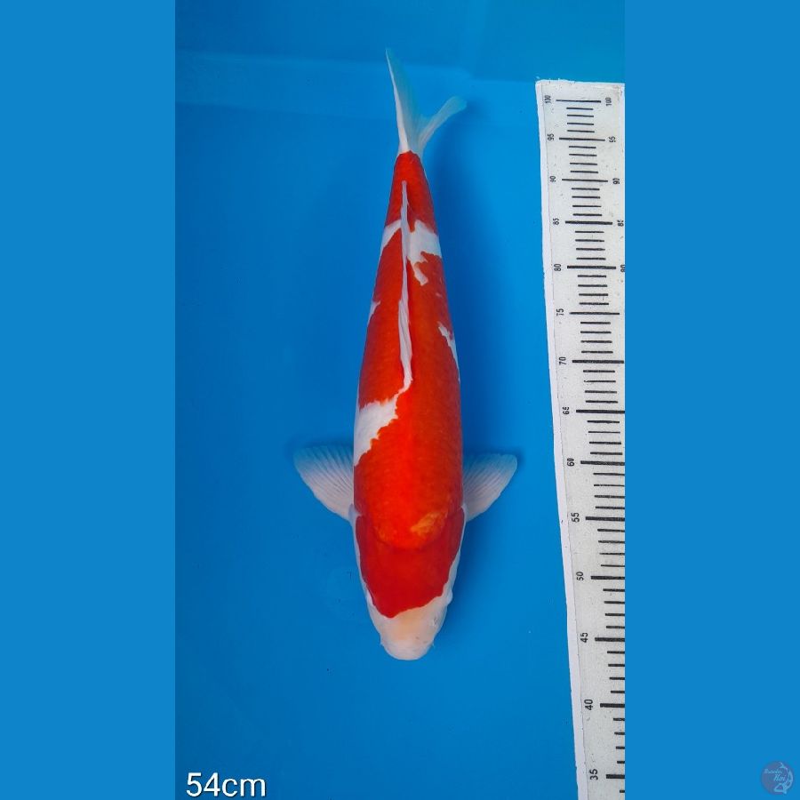 SPESIAL 54 CM ORIGINAL, KOHAKU JANTAN 