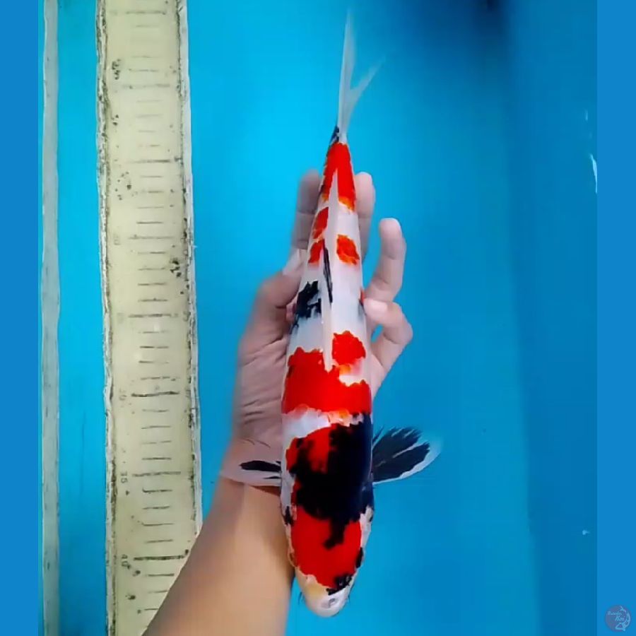 MALE KINDAI 32CM