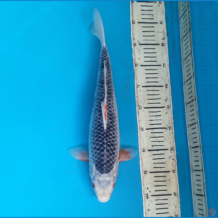 Asagi 41cm female