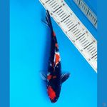 Showa 35cm male