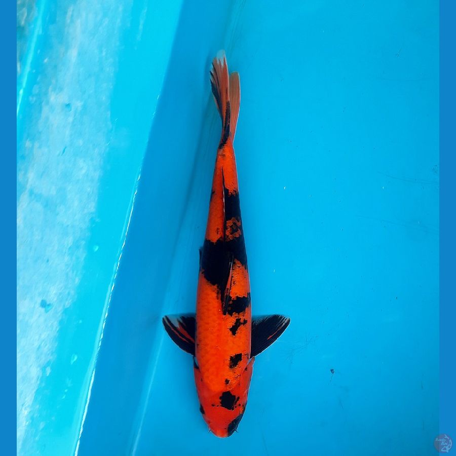 Hi utsuri 36cm male