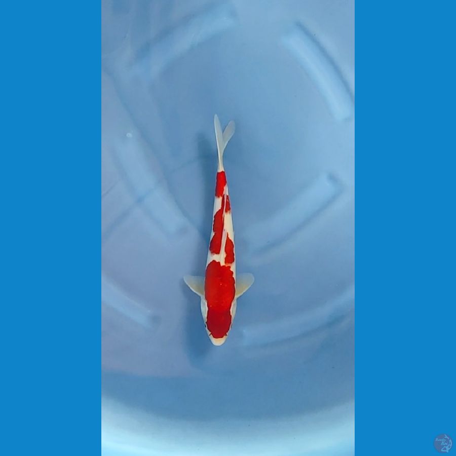 kohaku 30cm male