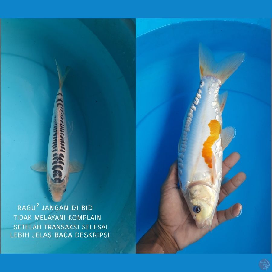 Shusui 31cm male