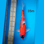 showa gidrin, 35cm male