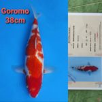 MARUHIRO GOROMO 38CM SERTI