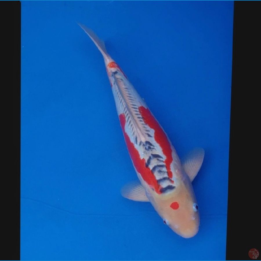 Koi Import Jepang Shusui (Sertifikat Yamaju) 50cm Male