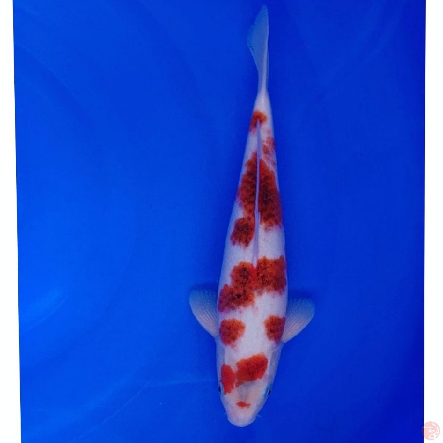 Koi Lokal Ai Goromo 35cm Super