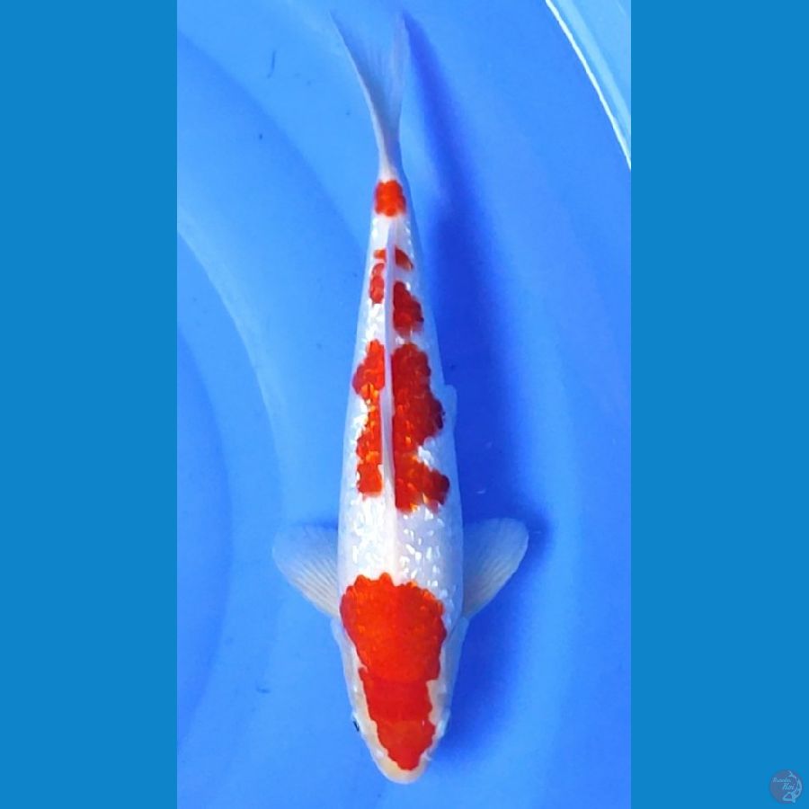 KOHAKU GINRIN.. 30cm. MALE™