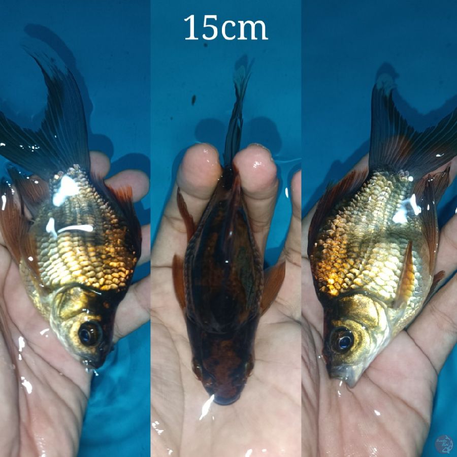 Tamasaba 15cm