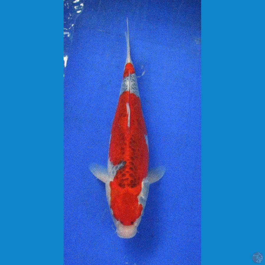 goshiki ±33cm