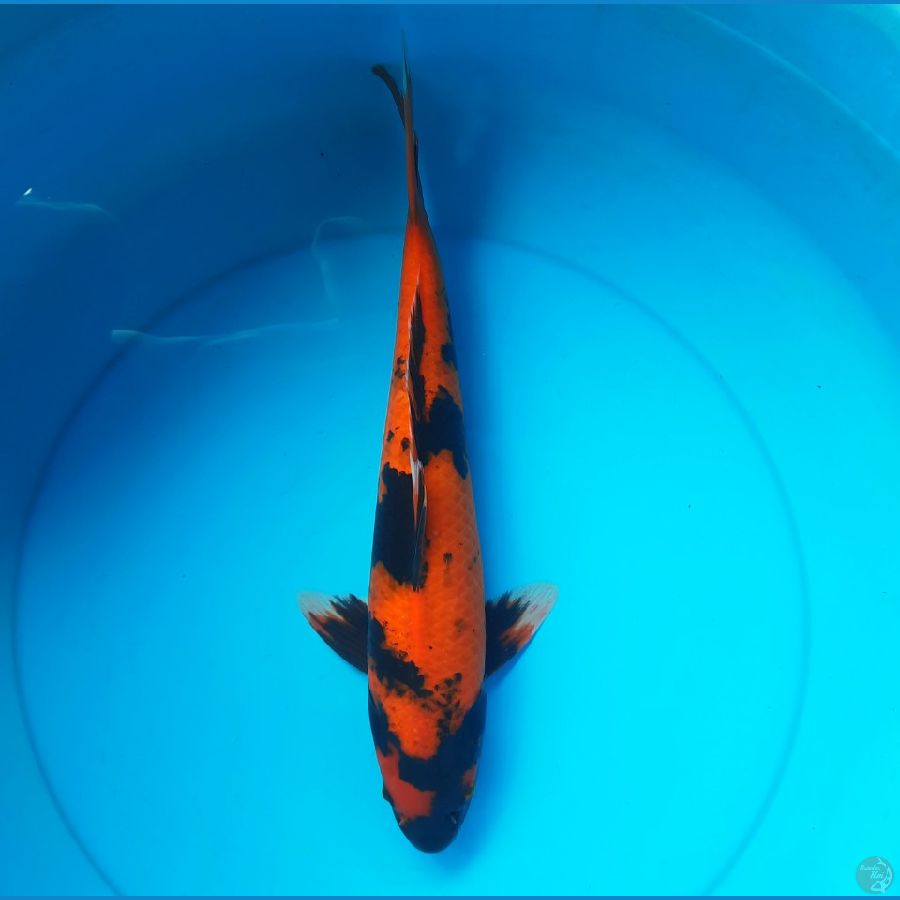 Utsuri 39cm Male