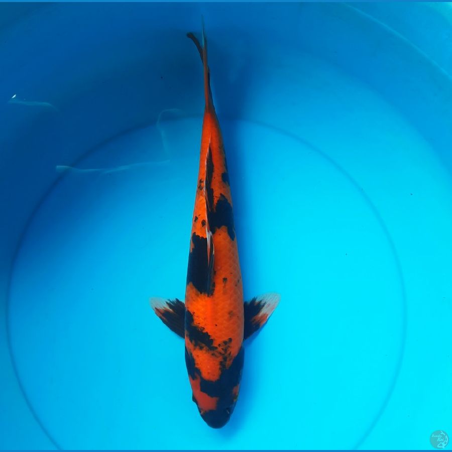 Utsuri 39cm Male