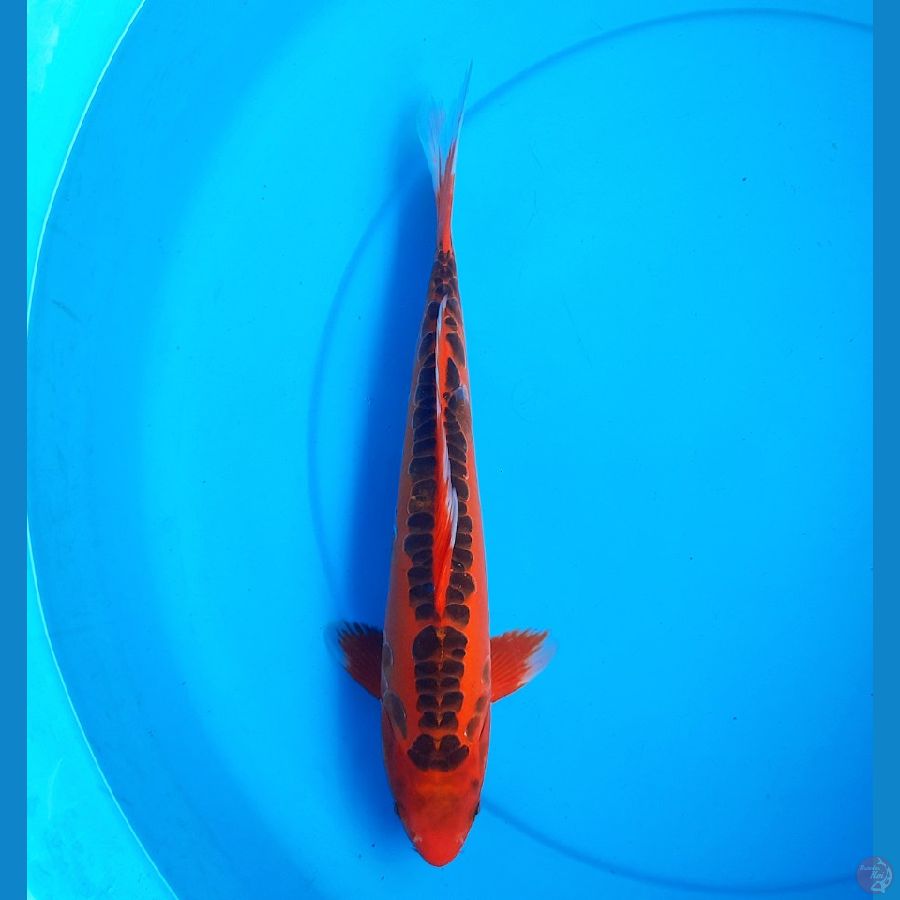 Mizuho 34cm male