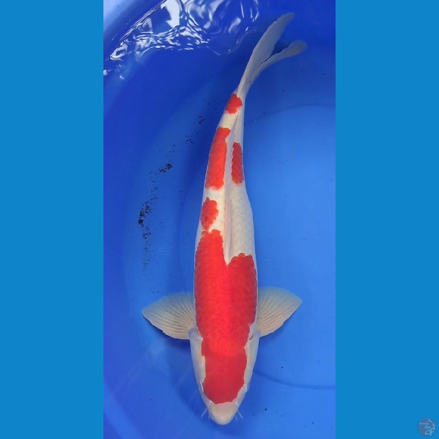 KOHAKU 54cm