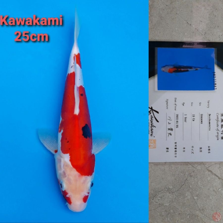 KAWAKAMI BENI KUMONRYU 25CM SERTI