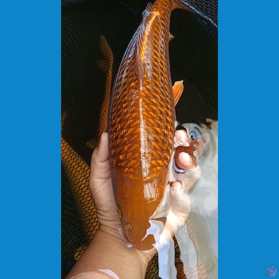 Chagoi Tembaga Ginrin 40cm Jantan