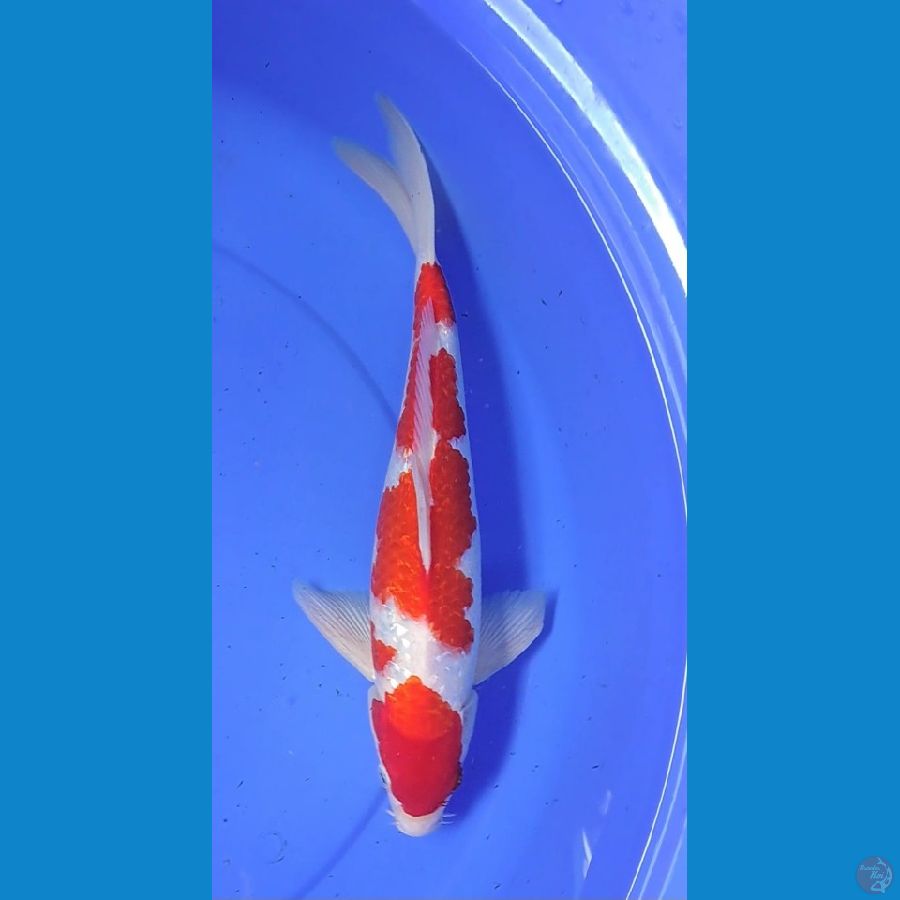 KOHAKU GINRIN 36cm