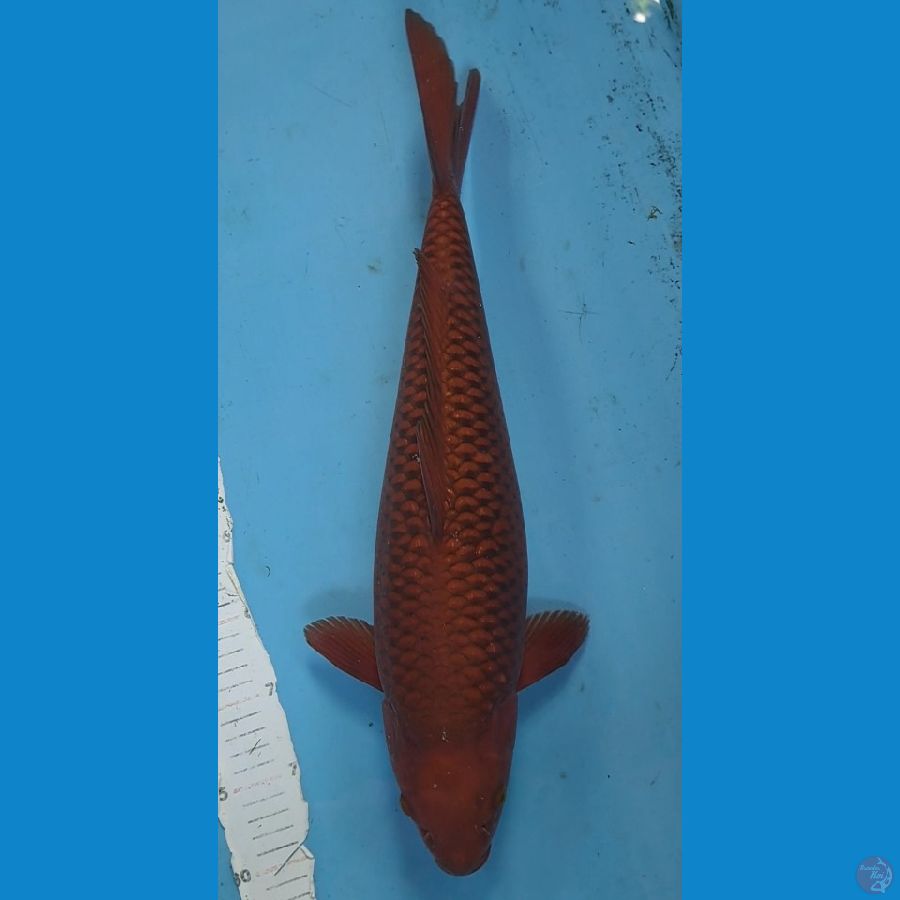 CHAGOI TEMBAGA 49cm