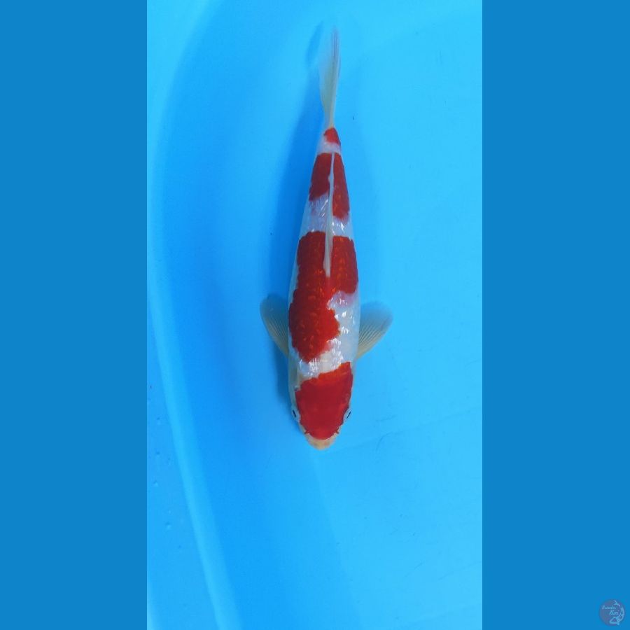 KOHAKU GINRIN REDSTRONG 27CM (MALE) 