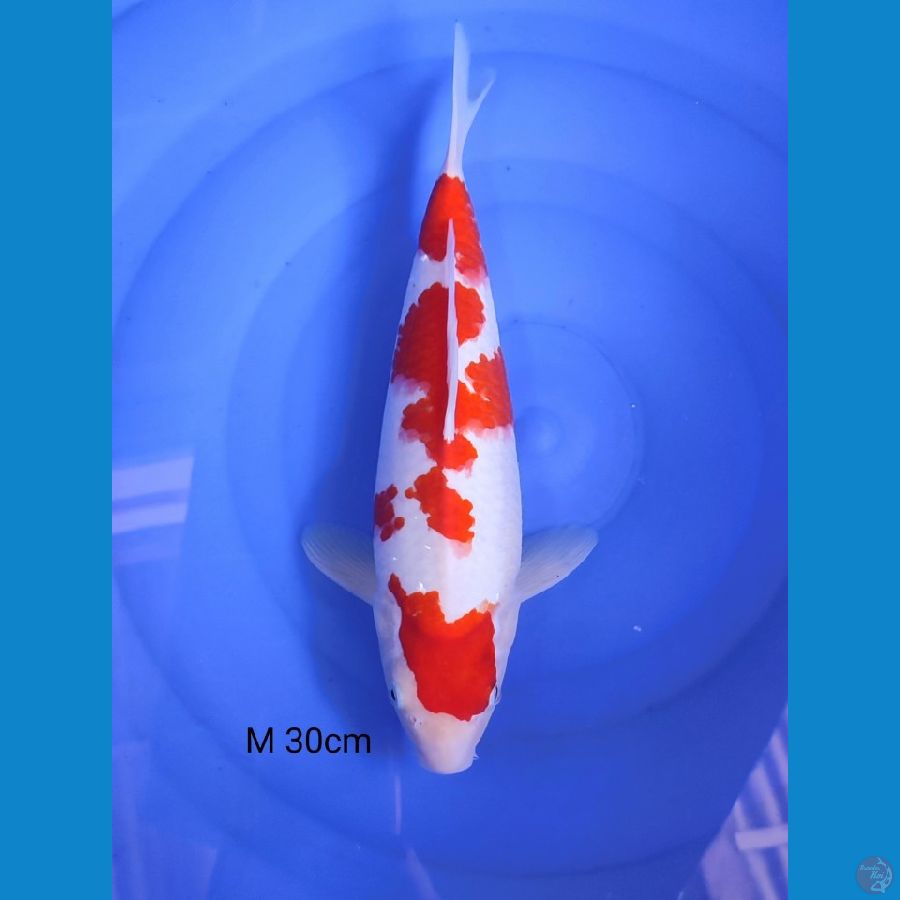 Kohaku original 30cm berpunuk 