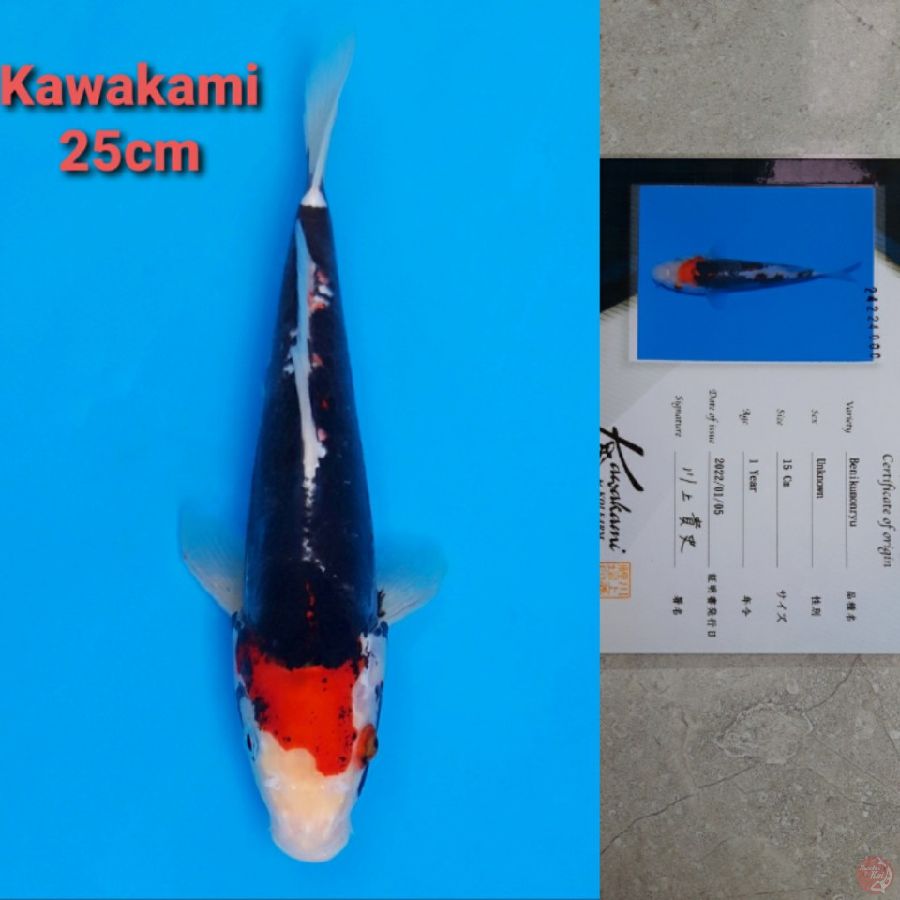 KAWAKAMI BENI KUMONRYU 25CM SERTI